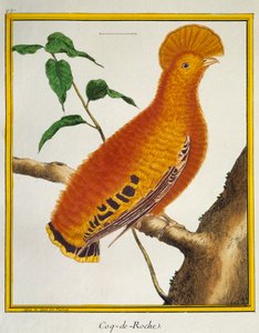 Guianan Cock-of-the-rock (Rupicola rupicola), från Natural History of Birds av Francois Nicolas Martinet