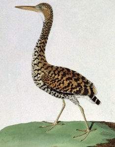 Ära av Francois Nicolas Martinet