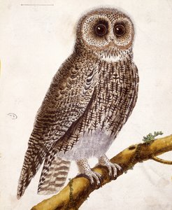 Uggla, från 