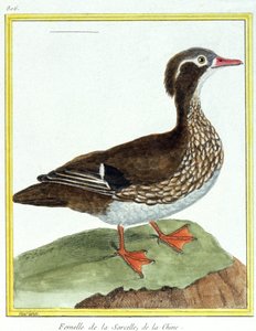 Vetenskap. zoologi. Kinesisk kricka. Gravyr av Francois Nicolas Martinet i: Fåglarnas naturhistoria, av Georges Louis Leclerc de Buffon, Frankrike, c.1777 (färgstick)