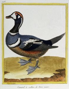 Vetenskap. zoologi. Anka från Newfoundland. Gravyr av Francois Nicolas Martinet i: Fåglarnas naturhistoria, av Georges Louis Leclerc de Buffon, Frankrike, c.1777 (färgstick)