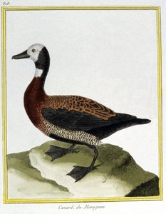 Vetenskap. zoologi. Eurasian Wigeon. Gravyr av Francois Nicolas Martinet i: Fåglarnas naturhistoria, av Georges Louis Leclerc de Buffon, Frankrike, c.1777 (färgstick) av Francois Nicolas Martinet