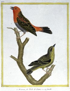 Vetenskap. zoologi. Hussparv av Ile de France. Gravyr av Francois Nicolas Martinet i: Fåglarnas naturhistoria, av Georges Louis Leclerc de Buffon, Frankrike, c.1777 (färgstick) av Francois Nicolas Martinet