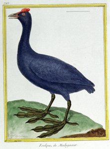 Vetenskap. zoologi. Röd knubbad tuta (av Madagaskar). Gravyr av Francois Nicolas Martinet i: Fåglarnas naturhistoria, av Georges Louis Leclerc de Buffon, Frankrike, c.1777 (färgstick) av Francois Nicolas Martinet