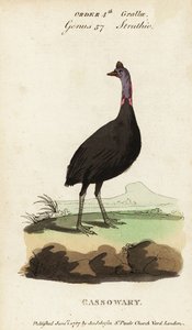 Södra kasuaren, Casuarius casuarius av Francois Nicolas Martinet
