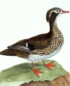 The Teal av Francois Nicolas Martinet
