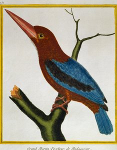Vitstrupig kungsfiskare (Halcyon smyrnensis), från Natural History of Birds av Francois Nicolas Martinet
