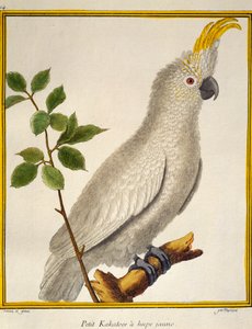 Gulkrönt kakadua (Cacatua sulphurea), från Natural History of Birds av Francois Nicolas Martinet