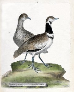 Zoologisk tavla (ornitologi): framsida: liten bustard eller liten hankäpp och bak: kvinnlig liten käpp (canepetiere bustard eller tetrax tetrax). Illustration i "Fåglarnas historia, målade i deras utseende och känsliga aspekter" av Francois Nicolas Mar av Francois Nicolas Martinet