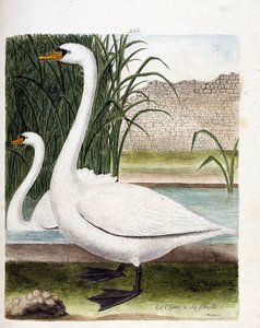 Zoologisk styrelse (ornitologi): framför: svanen och bakom dess hona (knölsvan eller cygnus olor). Illustration i "Fåglarnas historia, målade i deras utseende och känsliga aspekter" av Francois Nicolas Martinet (1731-1800). Privat samling. av Francois Nicolas Martinet