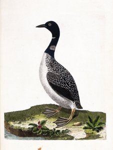 Zoologisk styrelse (ornitologi): det stora fläckdyket (imstrandsdykning eller gavia immer). Illustration i "Fåglarnas historia, målade i deras utseende och känsliga aspekter" av Francois Nicolas Martinet (1731-1800). Privat samling. av Francois Nicolas Martinet