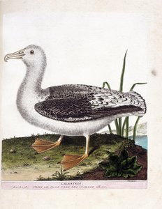 Zoologiskt diagram (ornitologi): Albatros (brylalbatros eller diomedea exulans). Illustration i "Fåglarnas historia, målade i deras utseende och känsliga aspekter" av Francois Nicolas Martinet (1731-1800). Privat samling. av Francois Nicolas Martinet