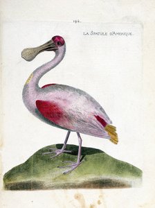 Zoologiskt diagram (ornitologi): Amerikansk spatel (rosa spatel eller platalea ajaja). Illustration i "Fåglarnas historia, målade i deras utseende och känsliga aspekter" av Francois Nicolas Martinet (1731-1800). Privat samling. av Francois Nicolas Martinet