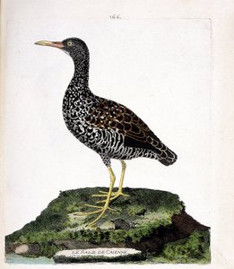Zoologiskt diagram (ornitologi): Caiennes rale (fläck rale eller pardirallus maculatus). Illustration i "Fåglarnas historia, målade i deras utseende och känsliga aspekter" av Francois Nicolas Martinet (1731-1800). Privat samling. av Francois Nicolas Martinet