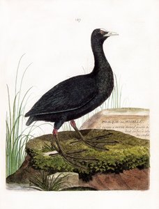Zoologiskt diagram (ornitologi): Sothöns eller Mosel (Macroule cot eller fulica atra). Illustration i "Fåglarnas historia, målade i deras utseende och känsliga aspekter" av Francois Nicolas Martinet (1731-1800). Privat samling. av Francois Nicolas Martinet