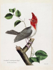 Zoologiskt diagram (ornitologi): Dominikanska kardinal Hupe (parare huppe eller paroaria coronata) på en gren. Illustration i "Fåglarnas historia, målade i deras utseende och känsliga aspekter" av Francois Nicolas Martinet (1731-1800). Privata samlingar