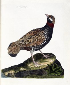 Zoologiskt diagram (ornitologi): Francolin (francolin noir eller francolinus francolinus). Illustration i "Fåglarnas historia, målade i deras utseende och känsliga aspekter" av Francois Nicolas Martinet (1731-1800). Privat samling. av Francois Nicolas Martinet