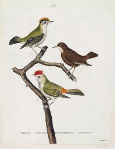 Zoologiskt diagram (ornitologi). Uppifrån och ned: roitelet (trippelbandage eller regulus ignicapilla), troglodyte (söt troglodyte eller troglodyte) och roitelet av hottentots (rubinkrona) på en gren. Illustration i "Fåglarnas historia, målad i Thei av Francois Nicolas Martinet