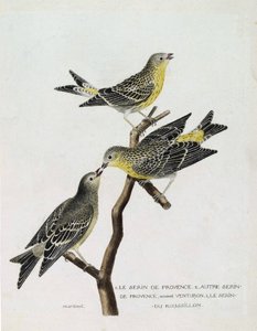 Zoologiskt diagram (ornitologi): Uppifrån och ned: serin du Roussillon (serin Cini eller serinus serinus) på en gren, serin de provence (venturon montagnard eller serinus citrinella) och andra serin de provence. Illustration i "The History of the Birds, P av Francois Nicolas Martinet