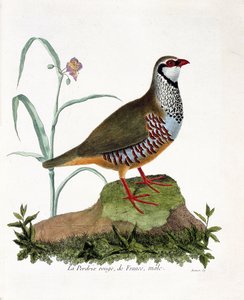 Zoologiskt diagram (ornitologi): La partridge rouge de France, hane (röd rapphöna eller alectoris rufa). Illustration i "Fåglarnas historia, målade i deras utseende och känsliga aspekter" av Francois Nicolas Martinet (1731-1800). Privat samling. av Francois Nicolas Martinet