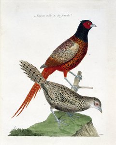 Zoologiskt diagram (ornitologi): Manlig fasan och hona (colchid fasan eller Phasianus colchicus). Illustration i "Fåglarnas historia, målade i deras utseende och känsliga aspekter" av Francois Nicolas Martinet (1731-1800). Privat samling. av Francois Nicolas Martinet
