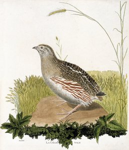 Zoologiskt diagram (ornitologi): Hanvaktel (ble quail eller coturnix coturnix). Illustration i "Fåglarnas historia, målade i deras utseende och känsliga aspekter" av Francois Nicolas Martinet (1731-1800). Privat samling. av Francois Nicolas Martinet