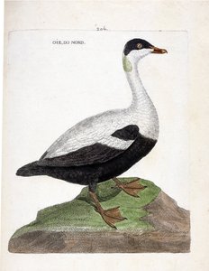 Zoologiskt diagram (ornitologi): Nordgås eller ejdermal (ejder en täcke eller somateria mollissima). Illustration i "Fåglarnas historia, målade i deras utseende och känsliga aspekter" av Francois Nicolas Martinet (1731-1800). Privat samling. av Francois Nicolas Martinet