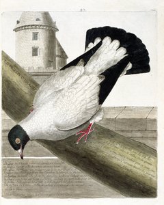 Zoologiskt diagram (ornitologi): Slagskeppsduvan (columba livia). Illustration i "Fåglarnas historia, målade i deras utseende och känsliga aspekter" av Francois Nicolas Martinet (1731-1800). Privat samling. av Francois Nicolas Martinet