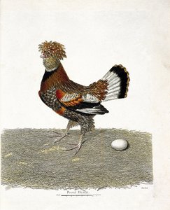 Zoologiskt diagram (ornitologi): Kycklingen (tamhöna eller gallus gallus) och dess ägg. Illustration i "Fåglarnas historia, målade i deras utseende och känsliga aspekter" av Francois Nicolas Martinet (1731-1800). Privat samling. av Francois Nicolas Martinet