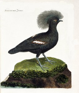 Zoologiskt diagram (ornitologi): Indiens fasan (gourakrona eller goura cristata). Illustration i "Fåglarnas historia, målade i deras utseende och känsliga aspekter" av Francois Nicolas Martinet (1731-1800). Privat samling. av Francois Nicolas Martinet