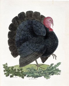 Zoologiskt diagram (ornitologi): Turkiet (inhemsk kalkon eller Melaeagris gallopavo). Illustration i "Fåglarnas historia, målade i deras utseende och känsliga aspekter" av Francois Nicolas Martinet (1731-1800) (gravyr) av Francois Nicolas Martinet
