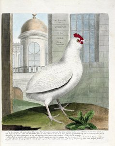 Zoologiskt diagram (ornitologi): Virginiahöna eller höns utan rumpa (tamhöna iu gallus gallus). Illustration i "Fåglarnas historia, målade i deras utseende och känsliga aspekter" av Francois Nicolas Martinet (1731-1800). Privat samling. av Francois Nicolas Martinet