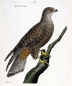 Zoologiskt diagram (ornitologi): svart milvus migrans på en gren. Illustration i "Fåglarnas historia, målade i deras utseende och känsliga aspekter" av Francois Nicolas Martinet (1731-1800). Privat samling. av Francois Nicolas Martinet