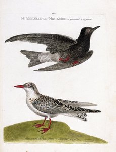 Zoologiskt diagram (ornitologi): svarthavssvala (havssvala eller svart dvärg eller chlidonias niger) under flygning och fläckig havssvala (moustac guifette eller chlidonias hybrida). Illustration i "Fåglarnas historia, målade i deras utseende och känslighe av Francois Nicolas Martinet