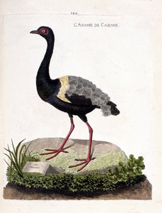 Zoologiskt diagram (ornitologi): caienne agami (trumpet agami eller psophia crepitans). Illustration i "Fåglarnas historia, målade i deras utseende och känsliga aspekter" av Francois Nicolas Martinet (1731-1800). Privat samling. av Francois Nicolas Martinet
