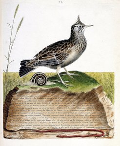 Zoologiskt diagram (ornitologi): cochevis (cochevis huppe eller Galerida cristata). Illustration i "Fåglarnas historia, målade i deras utseende och känsliga aspekter" av Francois Nicolas Martinet (1731-1800). Privat samling. av Francois Nicolas Martinet