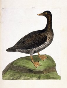Zoologiskt diagram (ornitologi): ejderhona (ejder ett dun eller somateria mollissima). Illustration i "Fåglarnas historia, målade i deras utseende och känsliga aspekter" av Francois Nicolas Martinet (1731-1800). Privat samling. av Francois Nicolas Martinet
