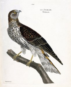Zoologiskt diagram (ornitologi): kvinnlig soubuse (busard saint martin eller cirkus cyaneus) på en gren. Illustration i "Fåglarnas historia, målade i deras utseende och känsliga aspekter" av Francois Nicolas Martinet (1731-1800). Privat samling. av Francois Nicolas Martinet
