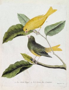 Zoologiskt diagram (ornitologi): från botten till toppen: Serin hupe (serin des canaries eller serinus canaria) och serin des canaries på en gren. Illustration i "Fåglarnas historia, målade i deras utseende och känsliga aspekter" av Francois Nico