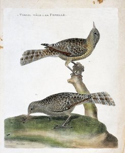 Zoologiskt diagram (ornitologi): uppifrån och ned: Torcolhanen och dess hona (Torcol Fourmilier eller Jynx torquilla). Illustration i "Fåglarnas historia, målade i deras utseende och känsliga aspekter" av Francois Nicolas Martinet (1731-1800). av Francois Nicolas Martinet