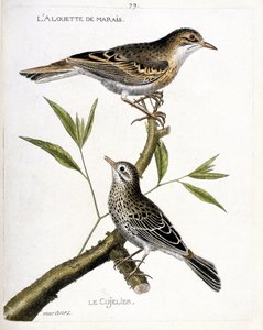 Zoologiskt diagram (ornitologi): uppifrån och ned: kärrlärkan (pipit rousseline eller anthus campestris) och cujelier (pipit farlouse eller anthus pratensis) på en gren. Illustration i "Fåglarnas historia, målad i deras utseende och känslighet av Francois Nicolas Martinet