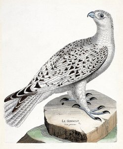 Zoologiskt diagram (ornitologi): gerfault (gerfaut falk eller falco rusticolus). Illustration i "Fåglarnas historia, målade i deras utseende och känsliga aspekter" av Francois Nicolas Martinet (1731-1800). Privat samling. av Francois Nicolas Martinet