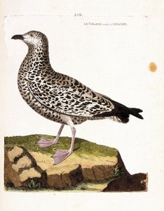Zoologiskt diagram (ornitologi): goiland varierar eller grisard (goeland eller larus sp). Illustration i "Fåglarnas historia, målade i deras utseende och känsliga aspekter" av Francois Nicolas Martinet (1731-1800). Privat samling. av Francois Nicolas Martinet