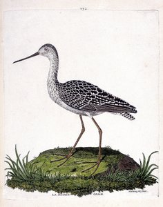 Zoologiskt diagram (ornitologi): grå pråm (röd pråm eller limosa lapponica). Illustration i "Fåglarnas historia, målade i deras utseende och känsliga aspekter" av Francois Nicolas Martinet (1731-1800). Privat samling. av Francois Nicolas Martinet