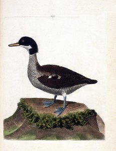 Zoologiskt diagram (ornitologi): java kricka (grå kricka eller anas gibberifrons). Illustration i "Fåglarnas historia, målade i deras utseende och känsliga aspekter" av Francois Nicolas Martinet (1731-1800). Privat samling. av Francois Nicolas Martinet