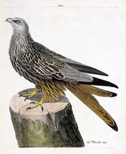 Zoologiskt diagram (ornitologi): Milan hane (kunglig eller milvus milvus). Illustration i "Fåglarnas historia, målade i deras utseende och känsliga aspekter" av Francois Nicolas Martinet (1731-1800). Privat samling. av Francois Nicolas Martinet