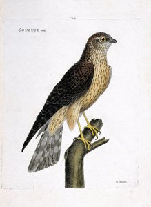 Zoologiskt diagram (ornitologi): manlig soubuse (busard saint martin eller cirkus cyaneus) på en gren. Illustration i "Fåglarnas historia, målade i deras utseende och känsliga aspekter" av Francois Nicolas Martinet (1731-1800). Privat samling. av Francois Nicolas Martinet