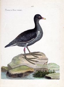 Zoologiskt diagram (ornitologi): hane (waterhen eller gallinula chloropus). Illustration i "Fåglarnas historia, målade i deras utseende och känsliga aspekter" av Francois Nicolas Martinet (1731-1800). Privat samling. av Francois Nicolas Martinet