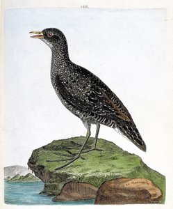 Zoologiskt diagram (ornitologi): marouette (fläckmarouett eller porzana porzana). Illustration i "Fåglarnas historia, målade i deras utseende och känsliga aspekter" av Francois Nicolas Martinet (1731-1800). Privat samling. av Francois Nicolas Martinet
