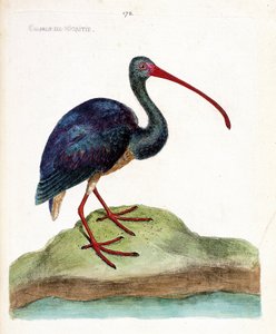 Zoologiskt diagram (ornitologi): nigritie